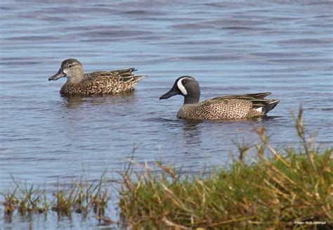 Migration Of Ducks Offers Seasonal Clock As Species Face Various