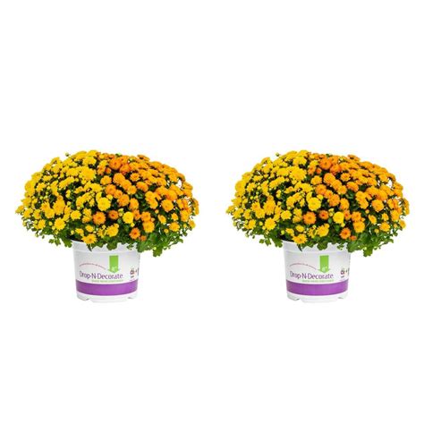 Metrolina Greenhouses 3 Qt Orange Yellow Drop N Decorate Mum