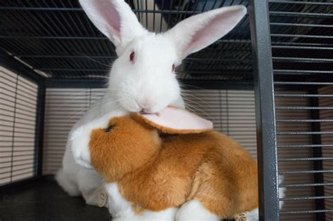 American Rabbit: What Makes This All-American Bunny Special