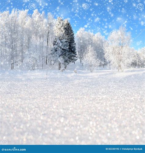 Winter Landscape With Snowy Trees And Snowflakes Stock Image Image Of