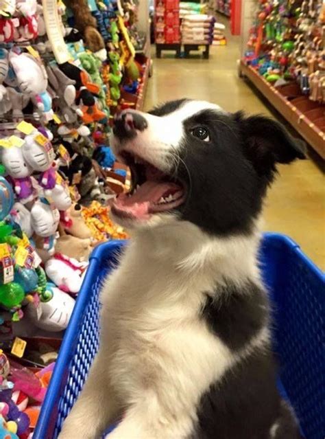 14 Signs You Are A Crazy Border Collie Person The Paws