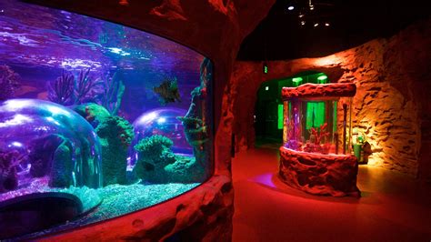 Aquarium Sea Life Orlando Fl Usa Locations De Vacances Abritel