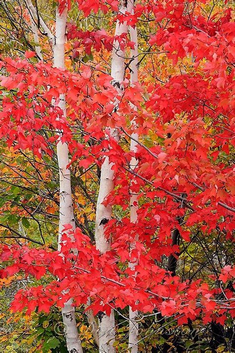 Canadian Trees Ontario By Don Johnston On 500px Autumn Scenery