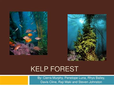 Ppt Kelp Forest Powerpoint Presentation Free Download Id846078