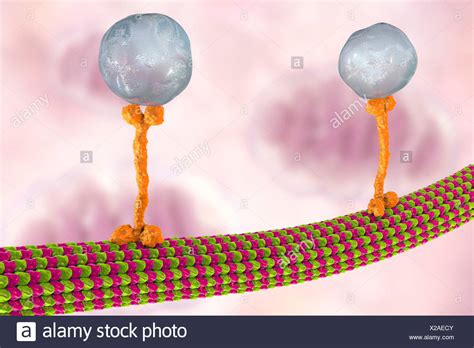 Transport Vesicles High Resolution Stock Photography And Images Alamy