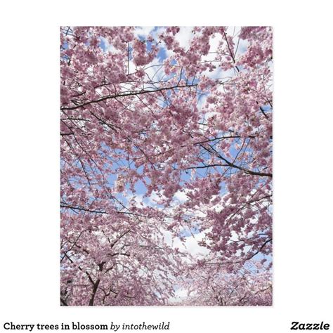 Cherry Trees In Blossom Postcard