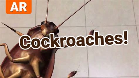 cockroaches in augmented reality ar cockroach app ios youtube