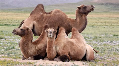 Steppes Camels Mongolia Photograph By Werner Rappold National