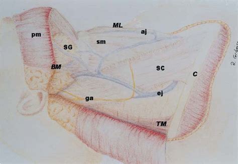 Surgical Technique Ento Key