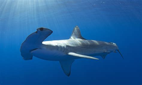 Smooth Hammerhead Shark Image Eurekalert Science News Releases
