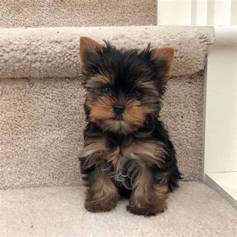 Price For Yorkie Puppies