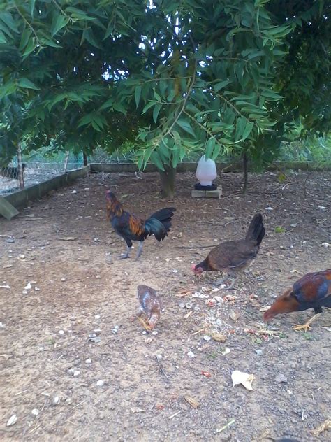 Maybe you would like to learn more about one of these? Penternakan Ayam Kampung: Kebersihan reban wajib dijaga