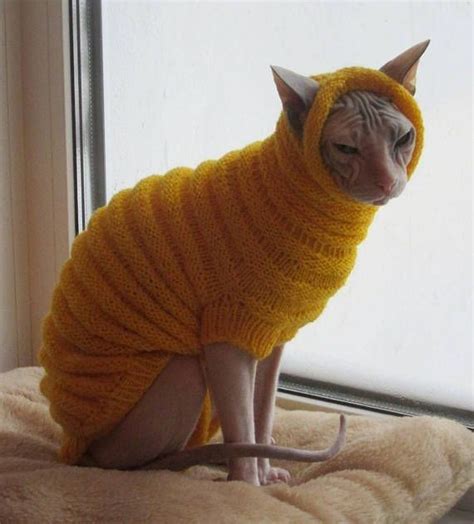 Fat Hairless Cat Hairless Cat In Sweaters Cat Sweaters Sphynx Cat