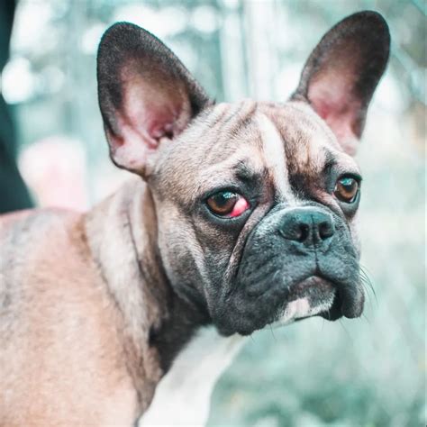 Cherry Eye French Bulldog What It Is And How To Prevent It