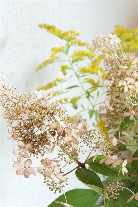*times are subject to change. Pinjacolada: Last flowers of the summer