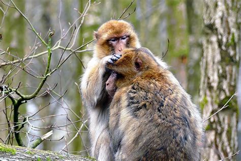 Hd Wallpaper Ape Monkey Animal Cute Mammal Wildlife Primate Zoo
