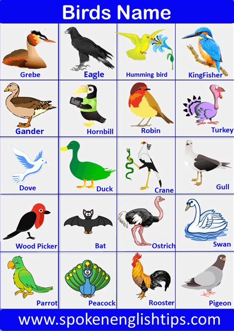 Birds Name List Of A Bird Name In English With Pictures In 2022 Bird