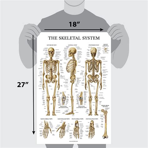 Palace Learning Muscular Skeletal System Anatomical Poster Set Laminated Chart Set Human