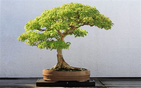 Hd Wallpaper Bonsai Wallpaper Flare