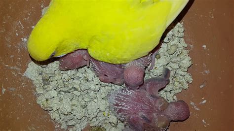Budgie Babies Growth Stages Day 13 Eggs And New Born Budgie Chicks