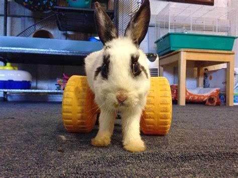 Disapproving Bun Dolly A Little Disabled Rabbit
