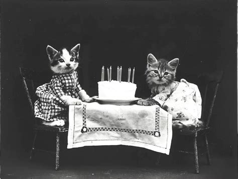 We are dedicated to giving a second chance to those who have been forgotten: Adorable Vintage Cats Performing Human Tasks