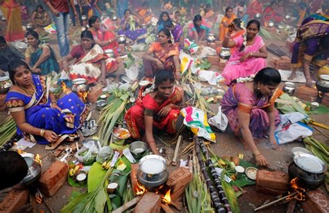 Pongal 2015 How The 4 Day Harvest Festival Is Celebrated In Tamil Nadu Photos Ibtimes India
