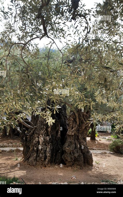 Worlds Oldest Olive Trees Hi Res Stock Photography And Images Alamy