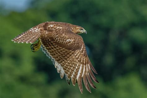 Juvenile Red Tailed Hawk Hunting Photograph By Morris
