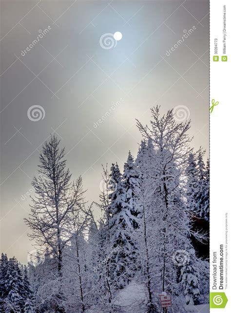 Sun Fog Snowy Evergreens Abstract Snoqualme Pass Washington Stock Image
