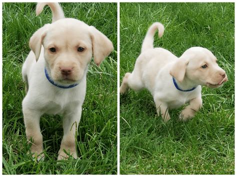 Find the perfect labrador retriever puppy for sale at puppyfind.com. Labrador Retriever Puppies For Sale | Howard City, MI #297585