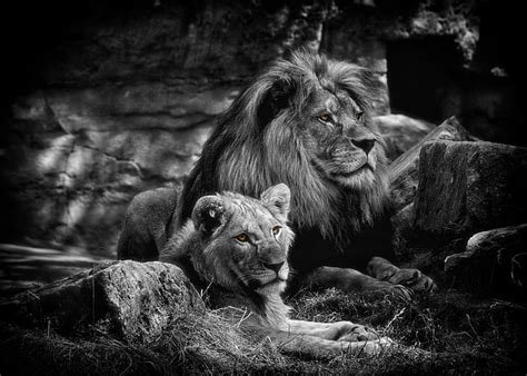 Royalty Free Photo Grayscale Photo Of Two Lions Pickpik