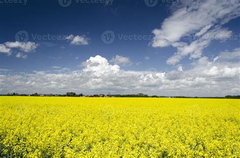 Mustard Flowers Field 771062 Stock Photo At Vecteezy