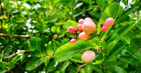 Fruit Trees Home Gardening Apple Cherry Pear Plum Fruit Trees