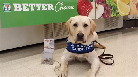 Volunteer Photo Contest For Cagads7 Eleven Bc And Alberta Guide Dogs