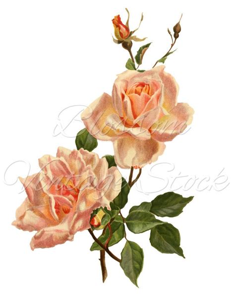 Vintage Rose Clipart Png Pink Rose Image Shabby Chic Rose