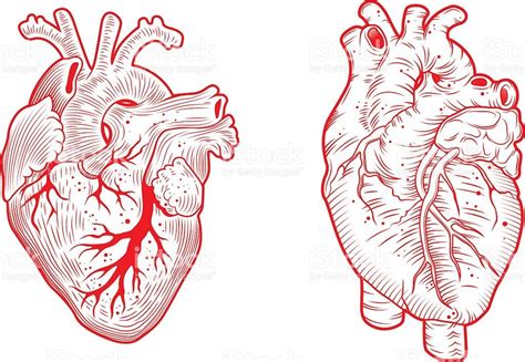 Two Anatomical Hearts Stock Vector Art And More Images Of 2015 487131282