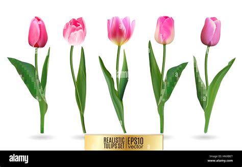 Tulipanes Vectoriales Realistas No Trace El Blanco Para Su Diseño