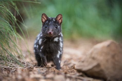 Eastern Quoll Sean Crane Photography