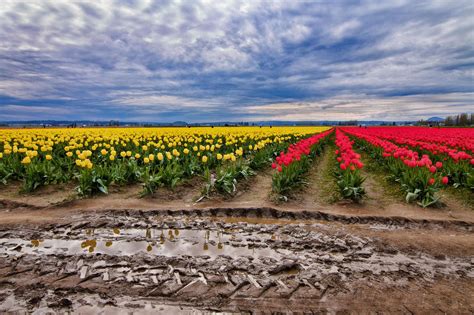 Landscape Of Tulips Within Skagit Valley Skagit Valley Landscape Tulips