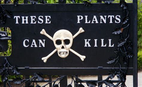 6 Secretly Poisonous Plants We Eat All The Time Modern Farmer