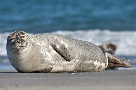 Filecommon Seal Phoca Vitulina Wikimedia Commons