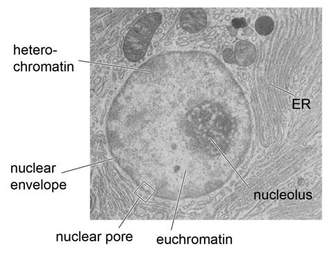 Cell Nucleus Function Structure And Under A Microscope Rs