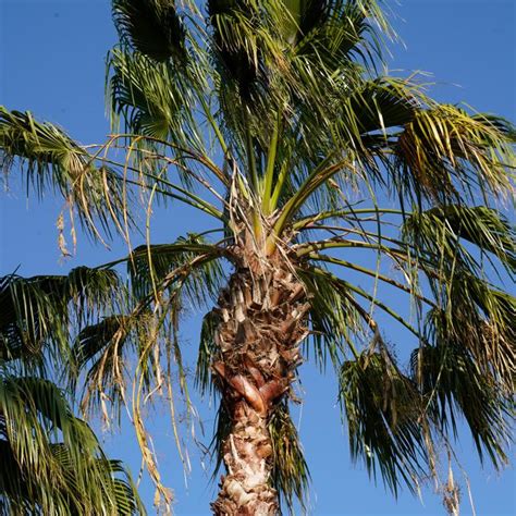 Id For Large Palm Discussing Palm Trees Worldwide Palmtalk