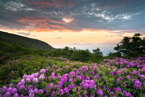 The Absolute Best Places To See The Smoky Mountain Wildflowers Pigeon