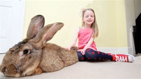 worlds largest bunny