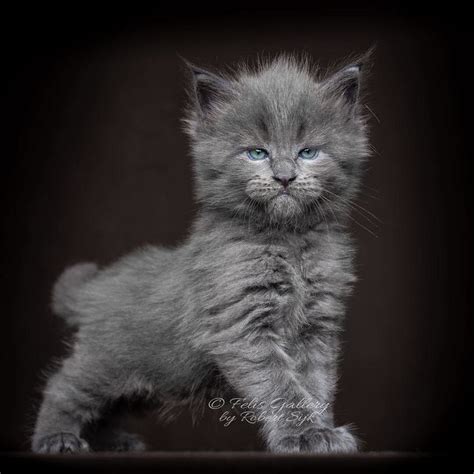 Maine Coon Cat Photography Felis Gallery Robert Sijka 17 5bfd4dc874655