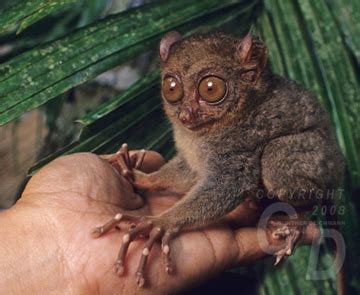 Tarsier species and conservation status. Physical traits - Philippine Tarsier