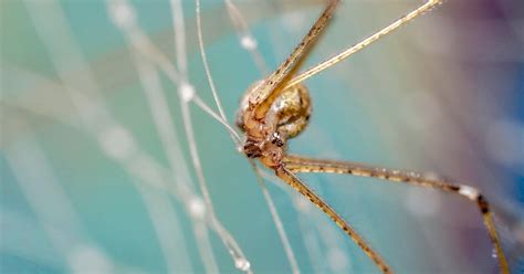 How To Treat A Brown Recluse Spider Bite Prepper Days