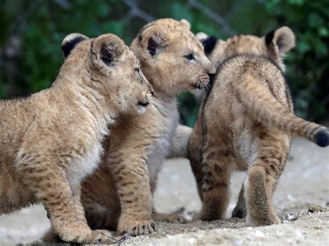 Barbary Lion Cubs Born In Czech Zoo